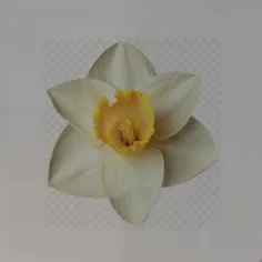 #ظهور «#مهدی#موعود»این گل نماد زیبایی، عشق، صبر و امید اس