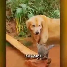 کمک کردن حیوانات 
