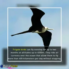 💯  فرگات با بالهای بلند میتواند دو ماه بدون توقف در ارتفا