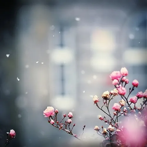 عاشق برفم =))
