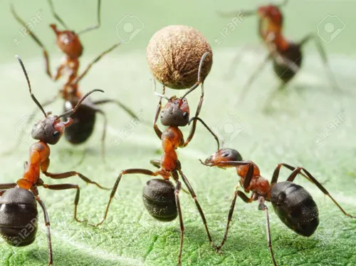 مورچه ها برای جلوگیری از سبز شدن دانه ها آنها را به دو نی