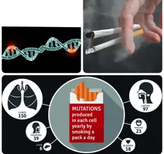 افرادی که روزی ۲۰ نخ سیگار میکشند، در طول سال ۱۵۰ جهش سرط