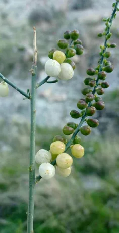 طبیعت زیبای #دشتستان