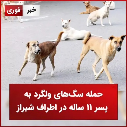 حمله سگ های ولگرد به پسر ۱۱ ساله در اطراف شیراز