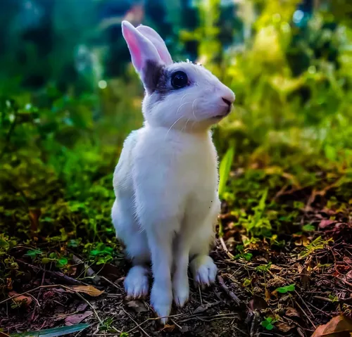 شیطون بلا🐰