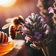 📣📣📣📣زنبور عسل می‌تواند عسل اسطوخودوس را درست کند. 
