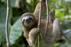 لورم میگه حیوان موردعلاقه من Sloth هست چون باحاله,خوشگله 