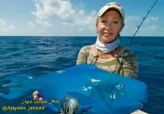 طوطی ماهی ابی رنگ یکی از زیباترین، عجیب ترین و گران قیمت 
