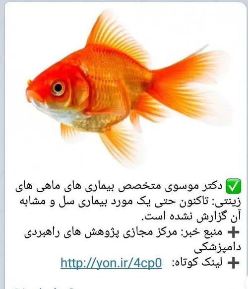 🌿 ماهی قرمز