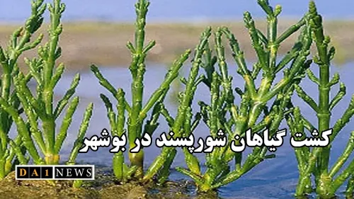 نوذر منفرد خبر داد: کشت گیاهان شورپسند در بوشهر
