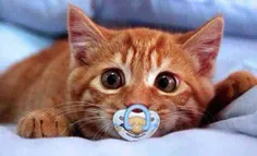 لایک داره به خدا