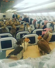 یک شاهزاده سعودی در یک پرواز برای ۸۰ شاهین خود بلیت خرید.