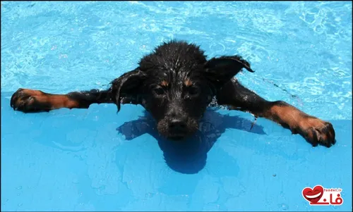 عکس های دیدنی و جالب از استخر شنای سگ ها در چین