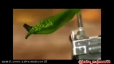 يادش بخیر جزیره مجنون