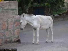 خر عاشق
