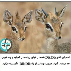 #dikdik#naturefarsifacts