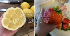 یک لیمو دارای ۷۰درصد قند است، در حالی که توت فرنگی تنها ۴