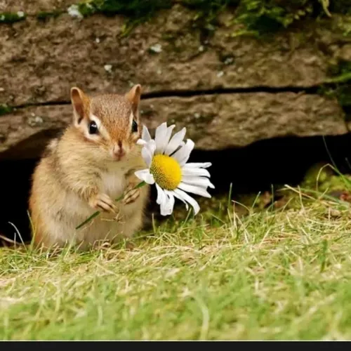 گلش واس شما خودش واس مح🥺🐿❤