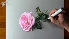 نقاشی گل رز صورتی