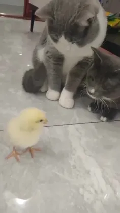 🐥🐤🐣🐈🐈🐈