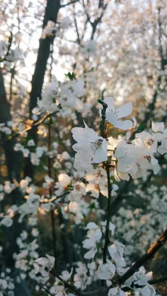 🌸 🌼 بهار