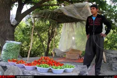 برداشت توت فرنگی درکوردستان