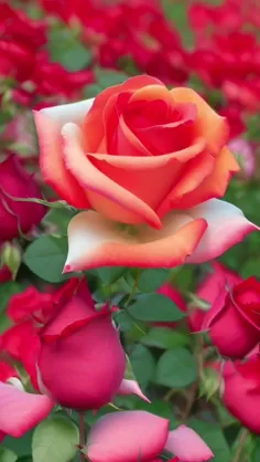 مولانا یا رسول الله 👏👏👏