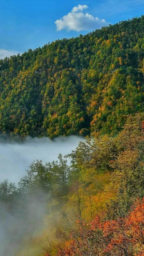 ایران زیبا جنگل دالخانی