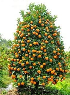 درخت کریسمس چیه ما خودمون درخت پرتغال مذگان داریم😍