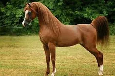 اسب دوست دارم