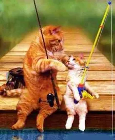 گربه های ماهی گیر