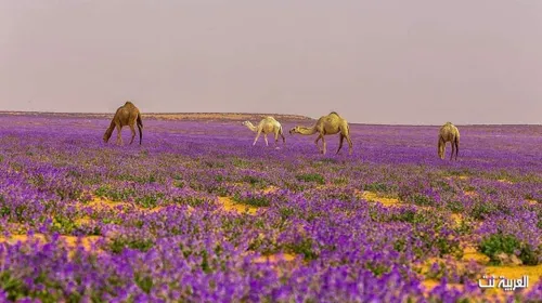 بیابان رافای عربستان با شکوفه های اسطوخودوس بعد از هزاران