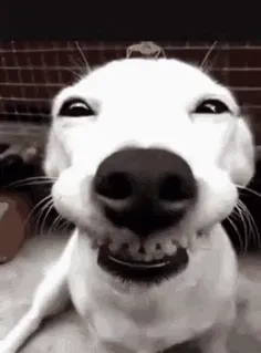 یه خنده ی زیبا ببینیم .... 😂،😁🐶 #گیف #سگ
