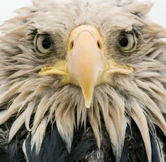 عقاب سرسفید شکارچی فرصت‌طلبی است یعنی هرچند غذای اصلیش ما