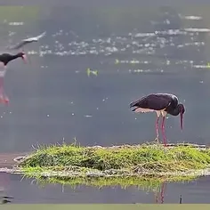 لک‌لک سیاه (Black stork) پرنده‌ای بزرگ از خانواده لک‌لک، 