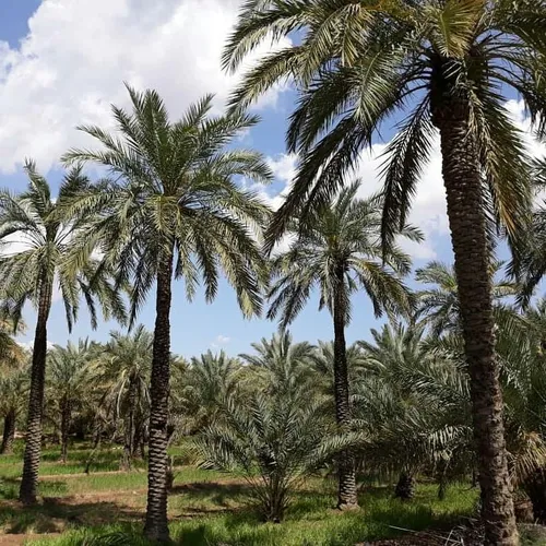 مگه داریم قشنگ تر از این طبیعت روستای آبادان