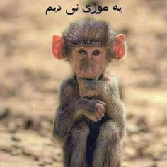 من موز میخوام ههههههه