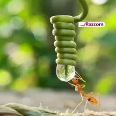 تا حالا آب خوردن مورچه رو دیدید؟ به بزرگ شدن قسمت انتهایی