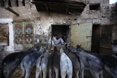 دکان خر فروشی در صنعا کشور یمن 