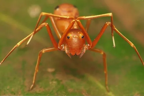 بعضی از عنکبوت های آب زیر کاه ، خودشونو شبیه مورچه می کنن