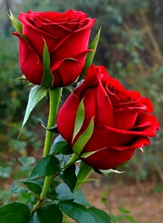 پشت زیبا ترین لبخند