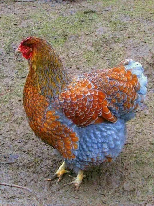 خوشگل ترین مرغ دنیا 😍