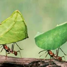بر خلاف موجودات دیگر بر روی کره زمین، مورچه ها گوش ندارند