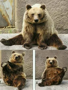 یک خرس قهوه‌ای ماده در باغ وحش فنلاند هر روز 15 دقیقه حرک