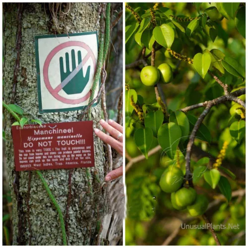 مانزالین، درخت بومی آمریکای جنوبی، خطرناک ترین درخت جهان 