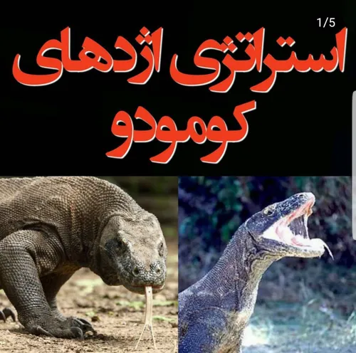 💢 کنوانسیون پالرمو و اژدهای کومودو!