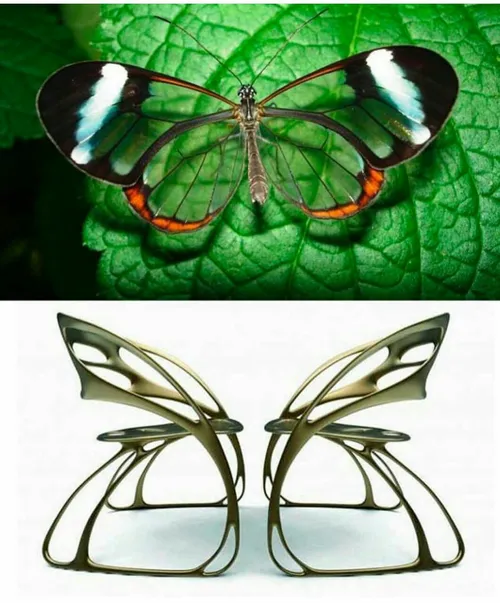 طراحی مبل و صندلی از روی پروانه 👏 😍