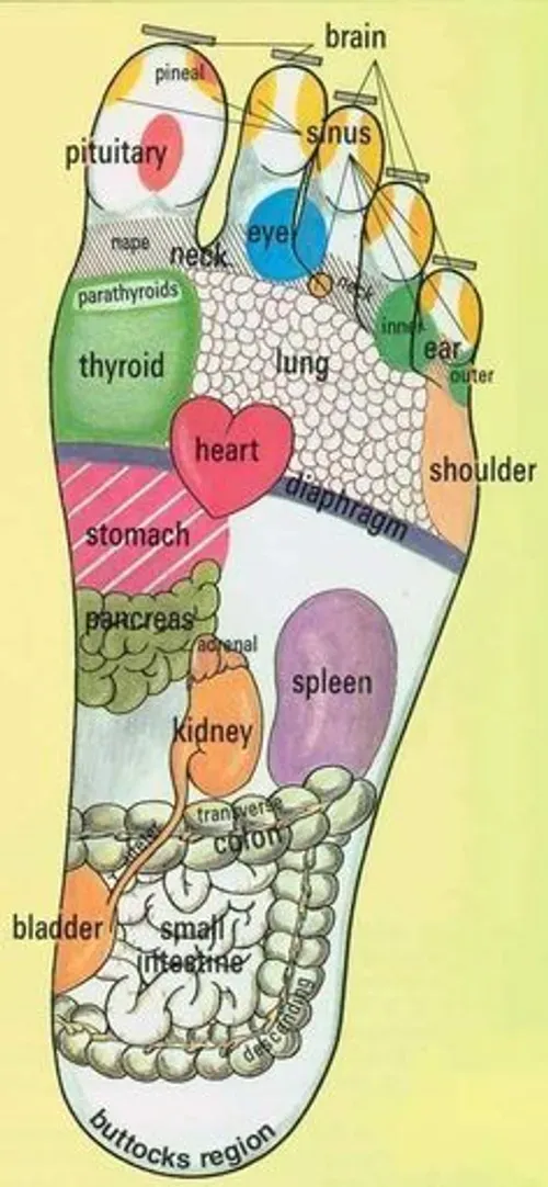 Reflexology of the Foot and the Organs