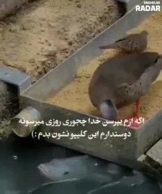 ببینید خدا چطوری روزی می رسونه... :)❤️