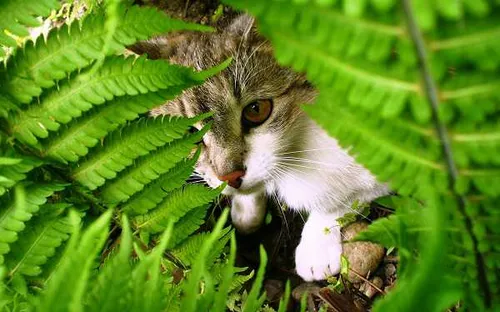 عکس جالب از گربه ملوس پشت بوته ها